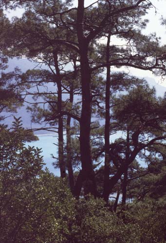 880313-Tuerkei-Buessing-063