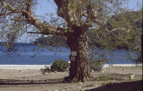 880313-Tuerkei-Buessing-083