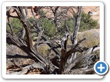 USA-Suedwest-231003-2650-Arches-National-Park