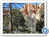 USA-Suedwest-231003-2168-Bryce-Canyon