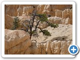 USA-Suedwest-231003-2348-Bryce-Canyon