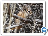 USA-Suedwest-231003-2410-Capitol-Reef-National-Park