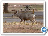 USA-Suedwest-231003-2469-Capitol-Reef-National-Park