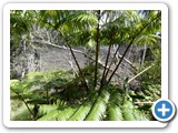 USA-Hawaii-231003-3423-Big-Island-Hilo