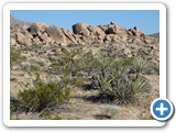 USA-Suedwest-231003-3082-Joshua-Tree-National-Park