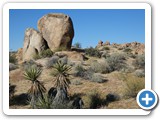 USA-Suedwest-231003-3086-Joshua-Tree-National-Park