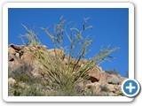 USA-Suedwest-231003-3089-Joshua-Tree-National-Park