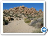 USA-Suedwest-231003-3091-Joshua-Tree-National-Park