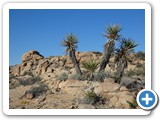 USA-Suedwest-231003-3094-Joshua-Tree-National-Park