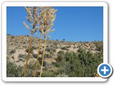 USA-Suedwest-231003-3100-Joshua-Tree-National-Park