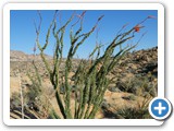 USA-Suedwest-231003-3108-Joshua-Tree-National-Park