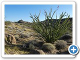 USA-Suedwest-231003-3124-Joshua-Tree-National-Park