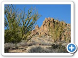 USA-Suedwest-231003-3127-Joshua-Tree-National-Park