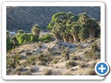 USA-Suedwest-231003-3130-Joshua-Tree-National-Park