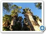 USA-Suedwest-231003-3134-Joshua-Tree-National-Park