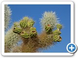 USA-Suedwest-231003-3142-Joshua-Tree-National-Park