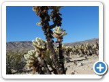 USA-Suedwest-231003-3144-Joshua-Tree-National-Park