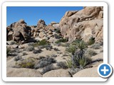 USA-Suedwest-231003-3152-Joshua-Tree-National-Park