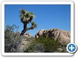 USA-Suedwest-231003-3154-Joshua-Tree-National-Park