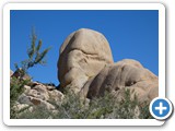 USA-Suedwest-231003-3156-Joshua-Tree-National-Park