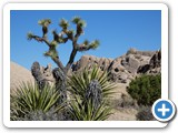 USA-Suedwest-231003-3163-Joshua-Tree-National-Park