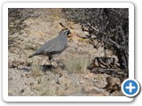 USA-Suedwest-231003-3168-Joshua-Tree-National-Park