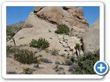 USA-Suedwest-231003-3173-Joshua-Tree-National-Park