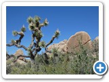 USA-Suedwest-231003-3177-Joshua-Tree-National-Park