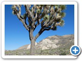 USA-Suedwest-231003-3192-Joshua-Tree-National-Park