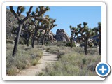 USA-Suedwest-231003-3194-Joshua-Tree-National-Park