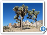 USA-Suedwest-231003-3200-Joshua-Tree-National-Park