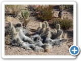 USA-Suedwest-231003-3201-Joshua-Tree-National-Park