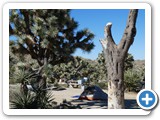 USA-Suedwest-231003-3222-Joshua-Tree-National-Park