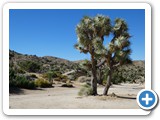 USA-Suedwest-231003-3225-Joshua-Tree-National-Park