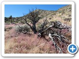 USA-Suedwest-231003-3230-Joshua-Tree-National-Park