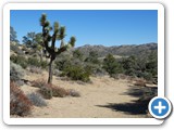 USA-Suedwest-231003-3253-Joshua-Tree-National-Park