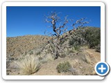 USA-Suedwest-231003-3261-Joshua-Tree-National-Park