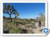 USA-Suedwest-231003-3270-Joshua-Tree-National-Park