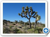 USA-Suedwest-231003-3271-Joshua-Tree-National-Park