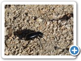 USA-Suedwest-231003-3275-Joshua-Tree-National-Park