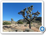 USA-Suedwest-231003-3277-Joshua-Tree-National-Park