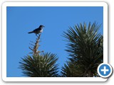 USA-Suedwest-231003-3279-Joshua-Tree-National-Park