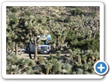 USA-Suedwest-231003-3282-Joshua-Tree-National-Park