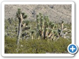 USA-Suedwest-231003-1737-Lake-Mead-Red-Cliffs