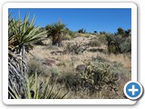 USA-Suedwest-231003-1615-Mojave-NP