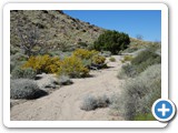 USA-Suedwest-231003-1621-Mojave-NP