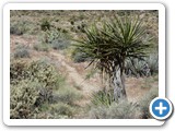 USA-Suedwest-231003-1650-Mojave-NP