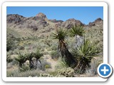 USA-Suedwest-231003-1651-Mojave-NP