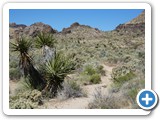 USA-Suedwest-231003-1652-Mojave-NP