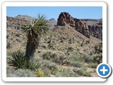 USA-Suedwest-231003-1657-Mojave-NP